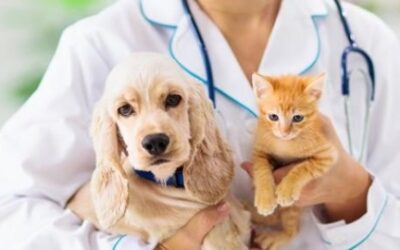 La Privacy per i Medici Veterinari